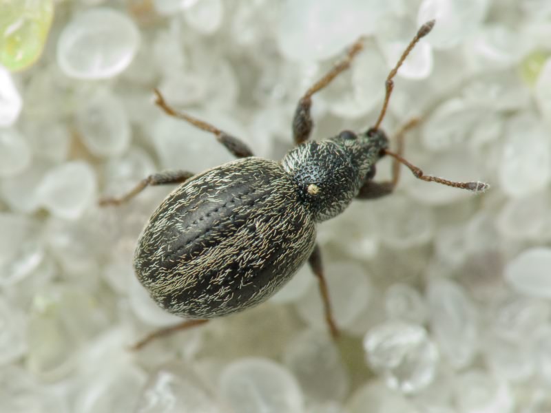 Omias verruca Steven, 1829